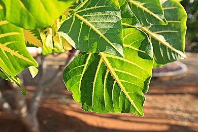 shadPS4模拟器运行《血源》新演示 运行流畅画面不错