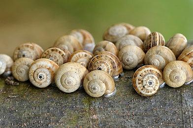 《生化危机4：重制版》首日补丁将修复雨水效果